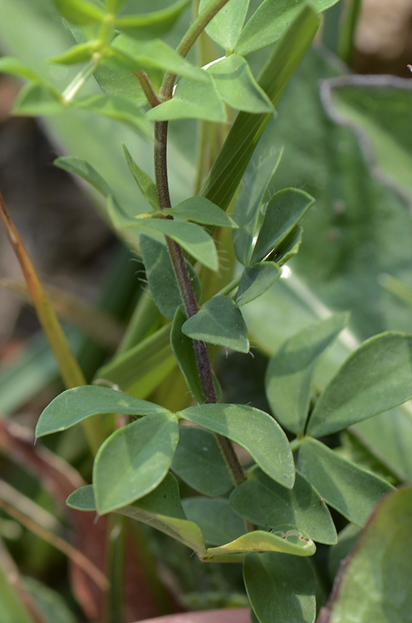 Come si chiama? - Lotus sp